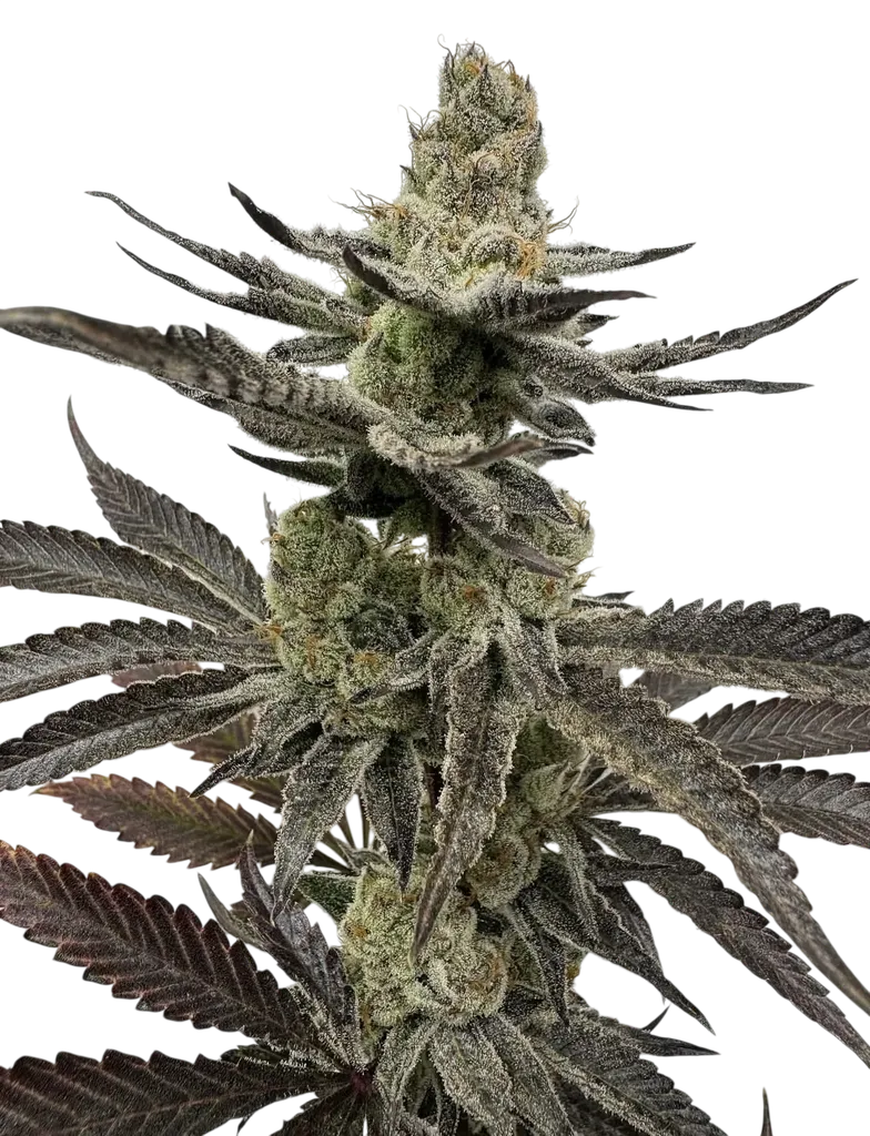 Melt Mode | PHOTOFEM | Umami Seed Co.