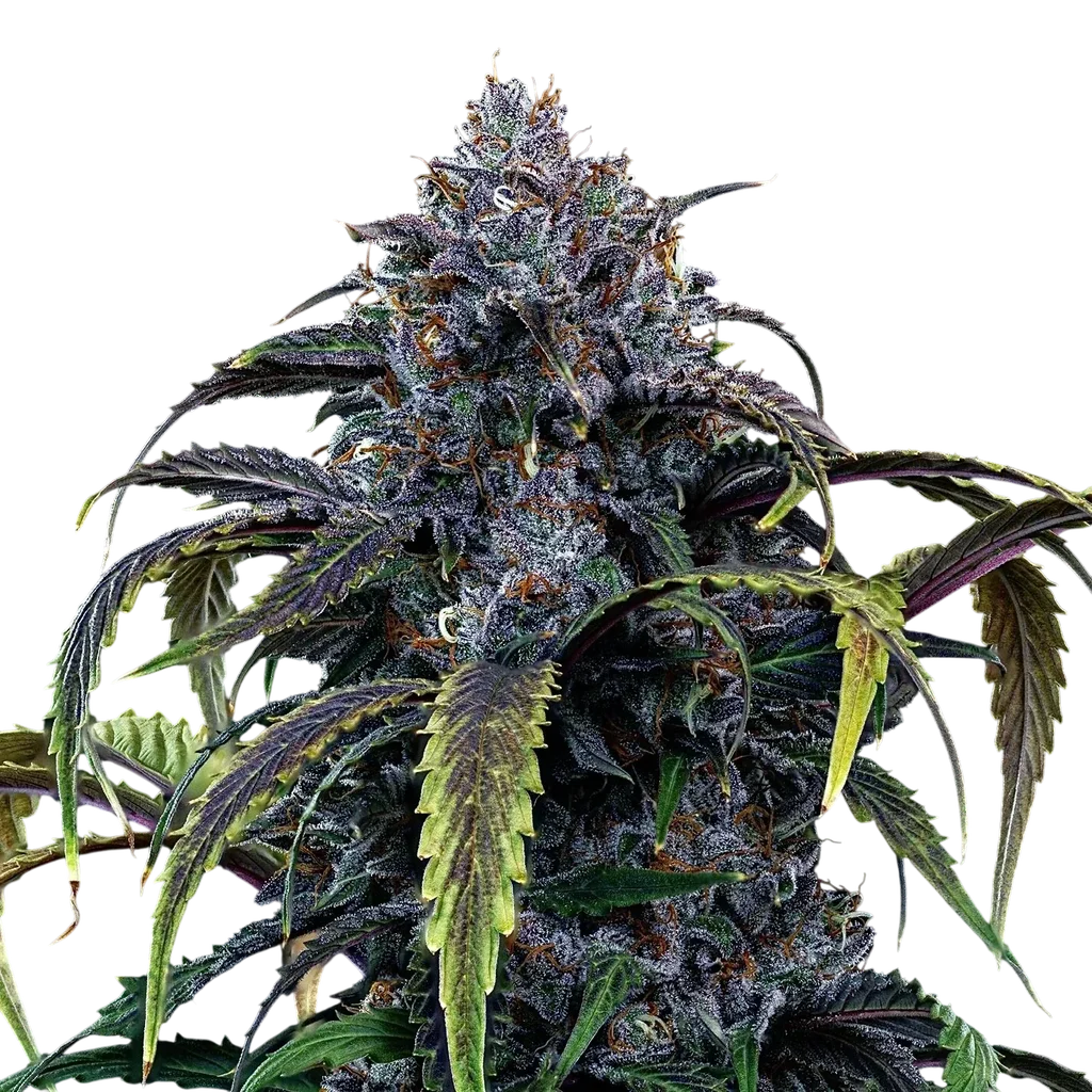 Rainbow Sundae 11 Auto | AUTOFEM | Mephisto Genetics