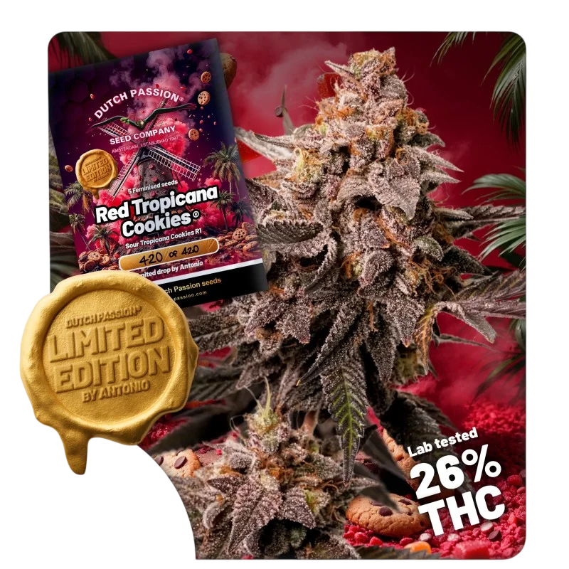 Red Tropicana Cookies | PHOTOFEM | Dutch Passion