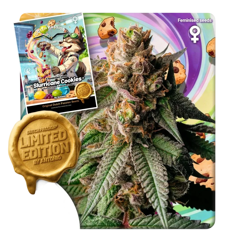 Slurricane Cookies | PHOTOFEM | Dutch Passion