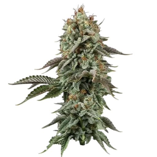 Sour Diesel