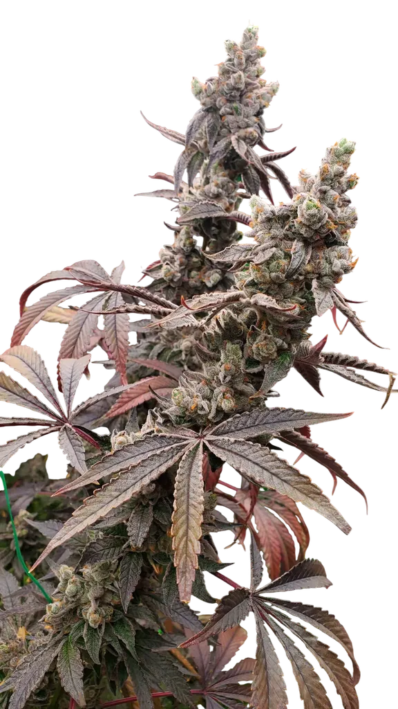 Strawzilla | PHOTOFEM | Umami Seed Co.