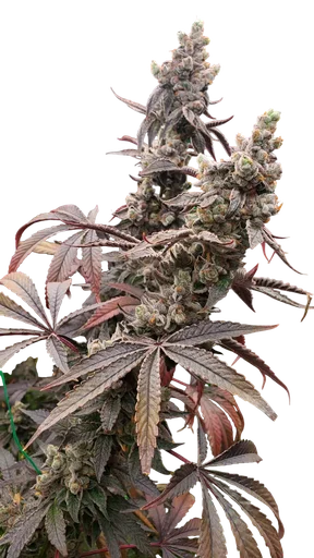 Strawzilla