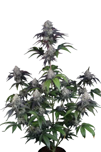 Sundae Frost Auto