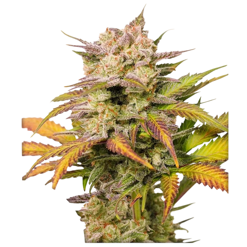 Sweet Bourbon Kush Auto | AUTOFEM | Dutch Passion