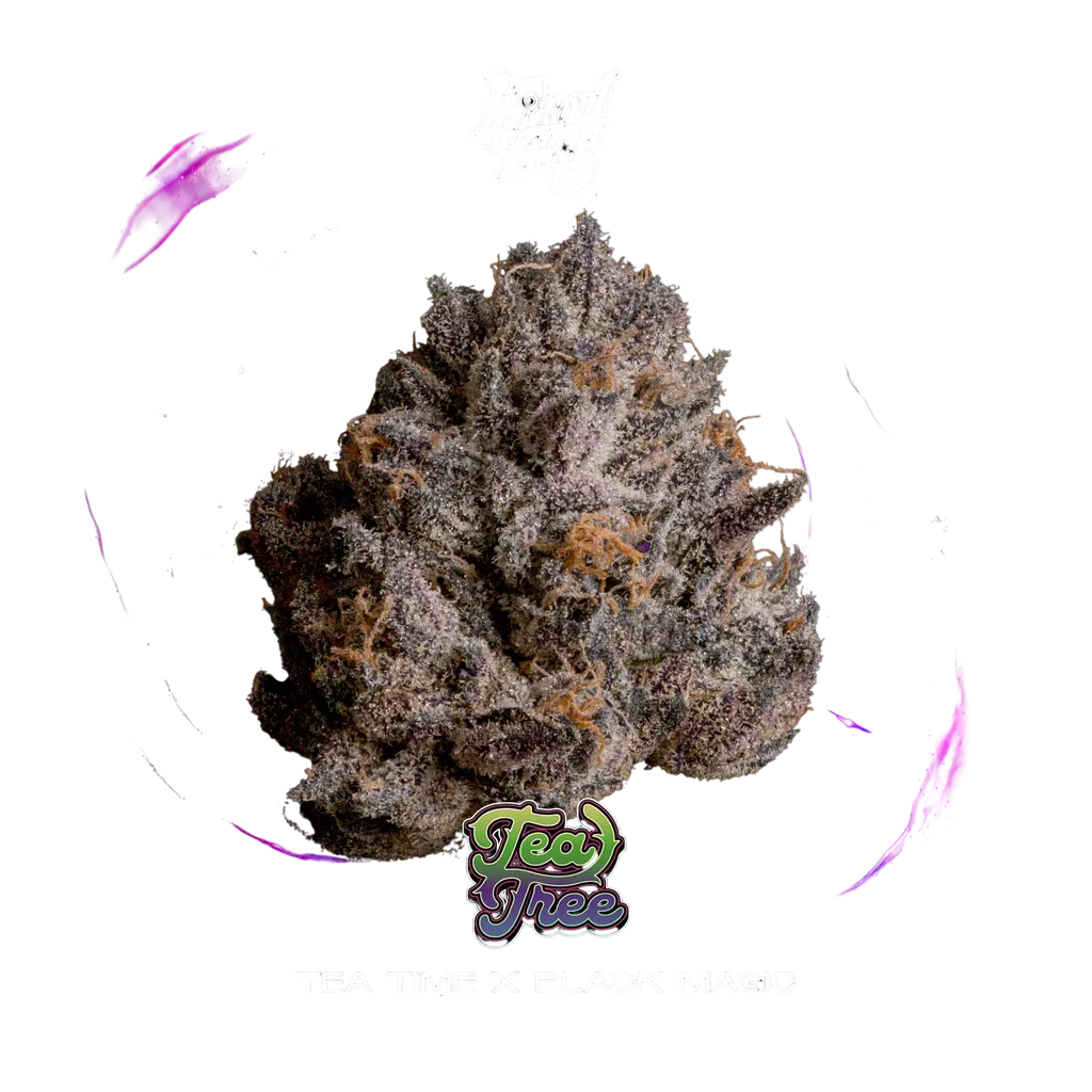 Tea Tree | PHOTOFEM | Wizard Trees