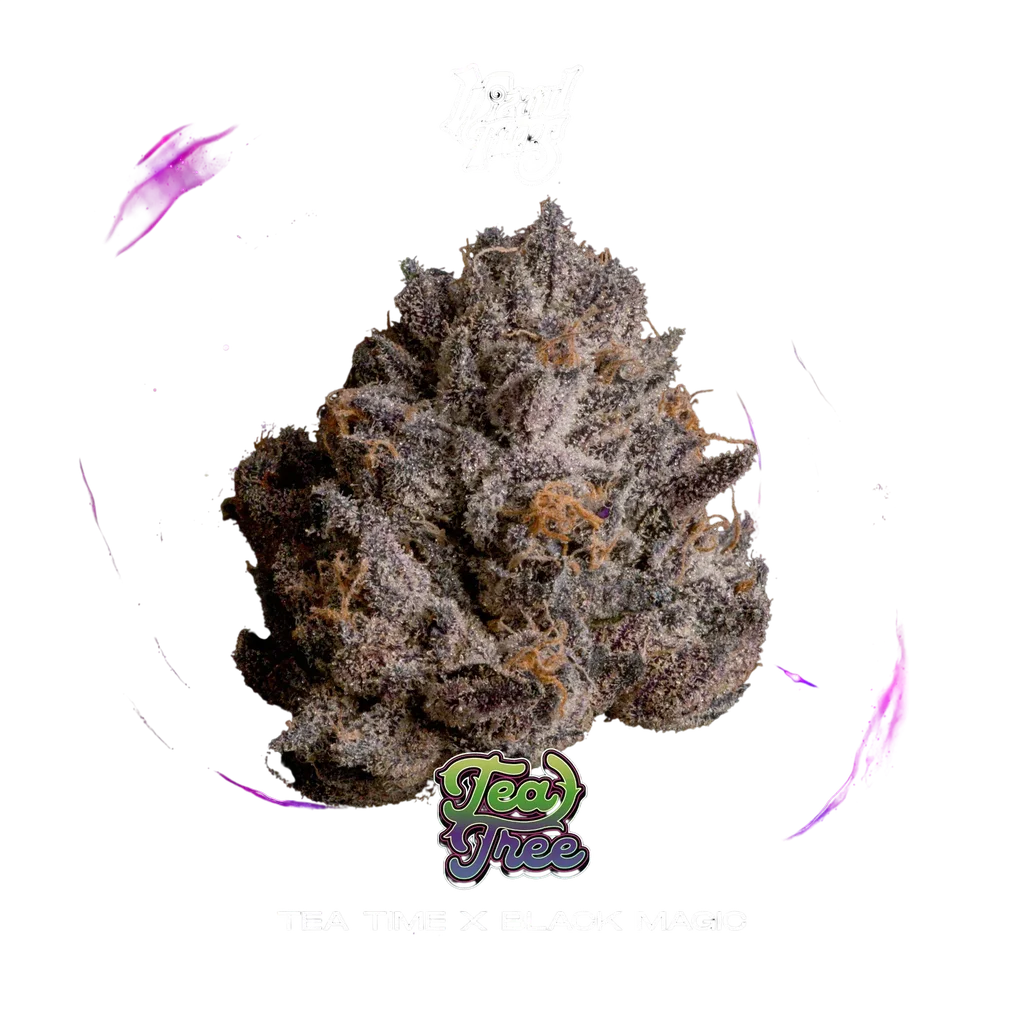 Tea Tree | PHOTOFEM | Wizard Trees