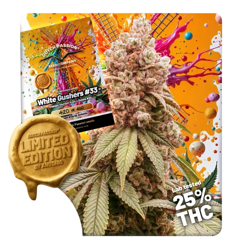 White Gushers #33 | PHOTOFEM | Dutch Passion