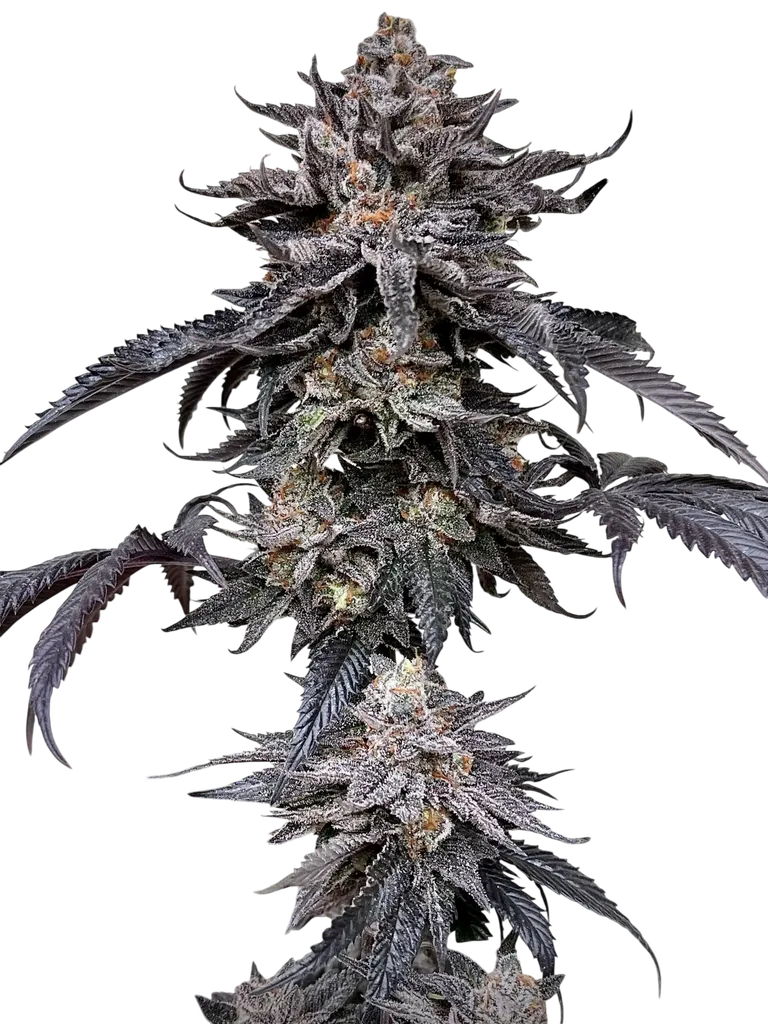 Zodaza | PHOTOFEM | Umami Seed Co.