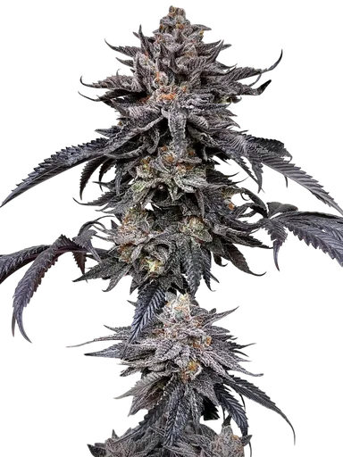 Zodaza