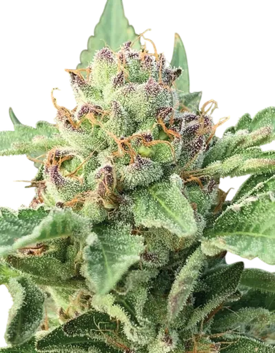 Apple Blossom Auto