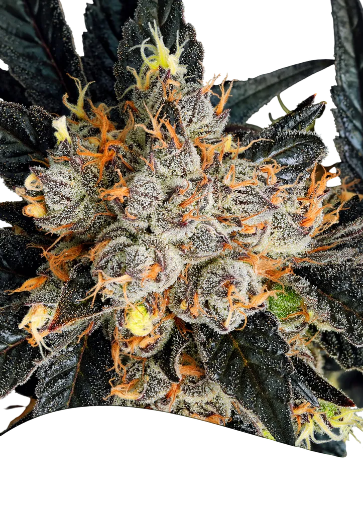 Aura | PHOTOFEM | Anesia Seeds