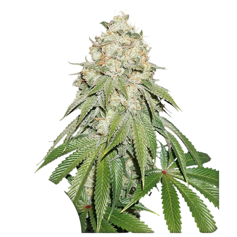 Banana Blaze | PHOTOFEM | Dutch Passion