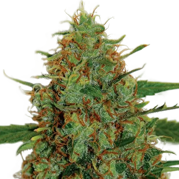 C99 | PHOTOFEM | G13 Labs