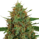 C99 | PHOTOFEM | G13 Labs