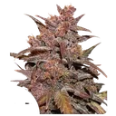 Blackberry Kush CBD Auto | AUTOFEM | Dutch Passion