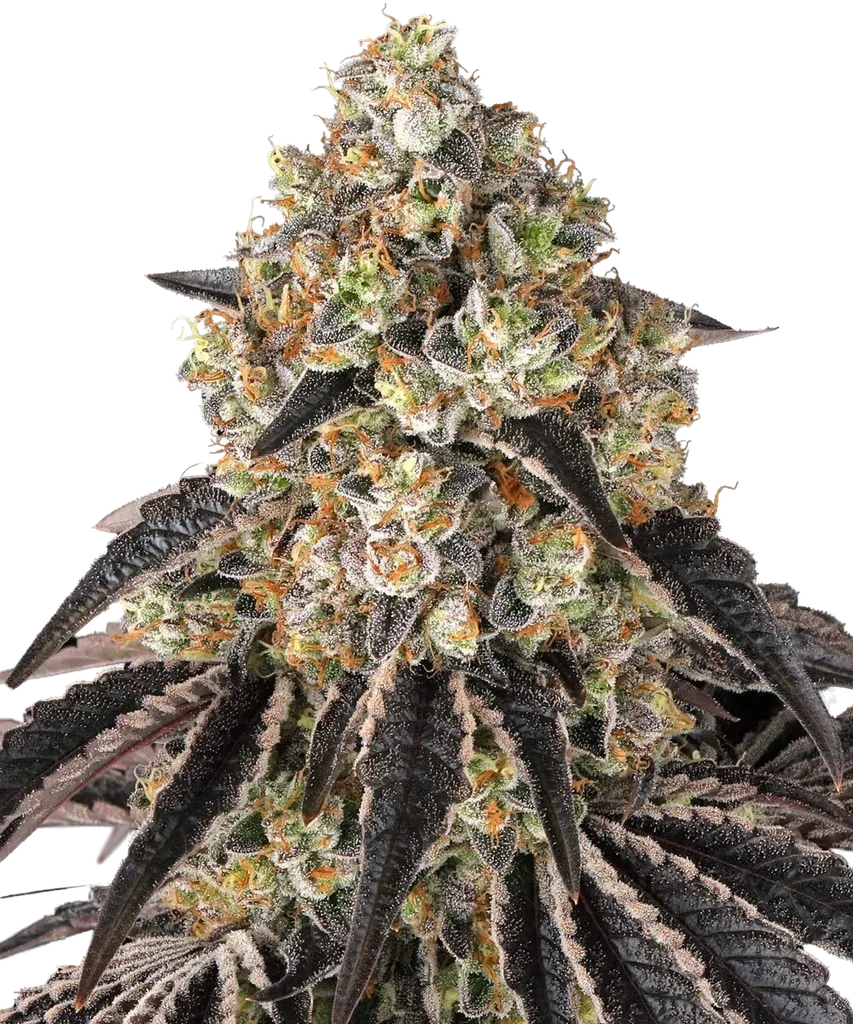 Black Cherry Gushers | PHOTOFEM | Barneys Farm