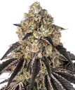 Black Cherry Gushers | PHOTOFEM | Barneys Farm
