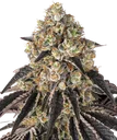 Black Cherry Gushers | PHOTOFEM | Barneys Farm