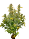 Blue Dream Auto | AUTOFEM | Fast Buds