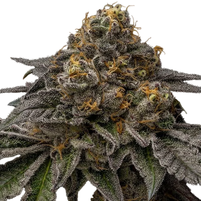 Break Pad Breath | PHOTOFEM | Ripper Seeds