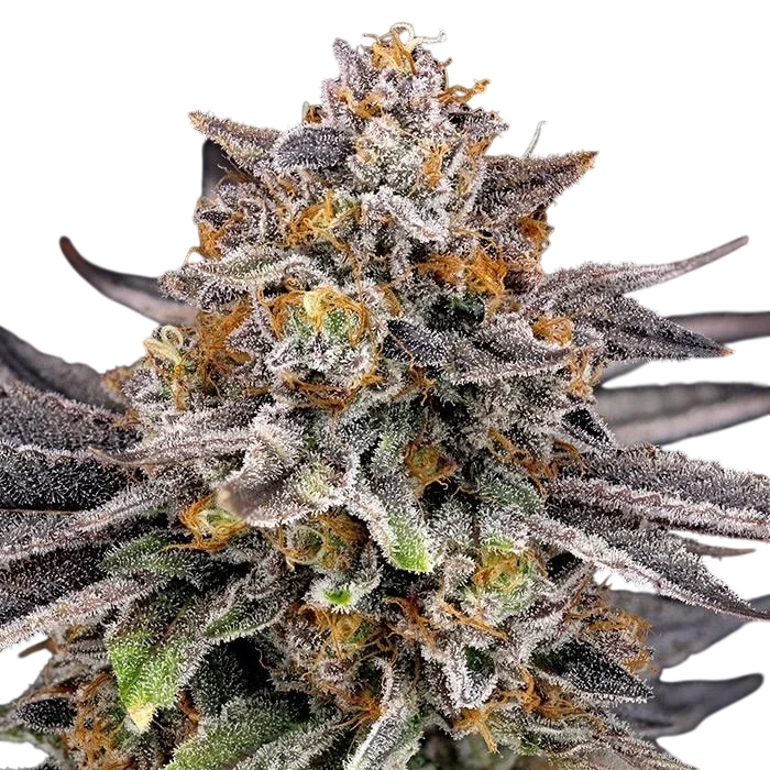 Candy Gaz | PHOTOFEM | Ripper Seeds