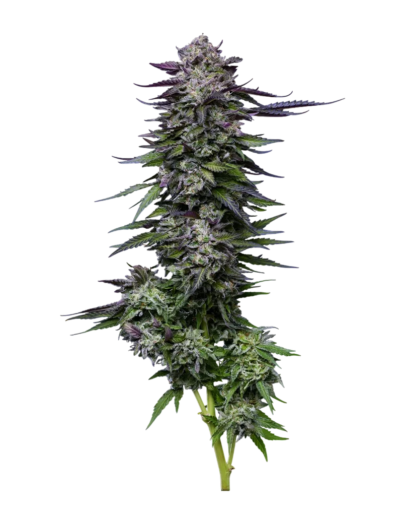 Candy Hustle | PHOTOFEM | Humboldt Seed Co.