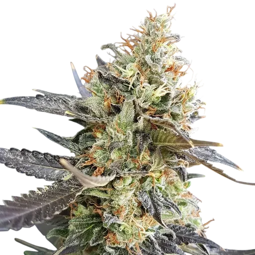 Candyland