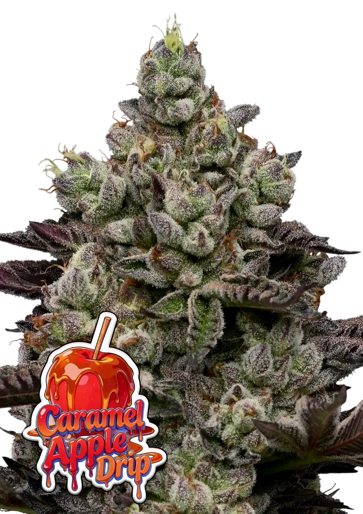 Caramel Apple Drip | PHOTOFEM | Anesia Seeds