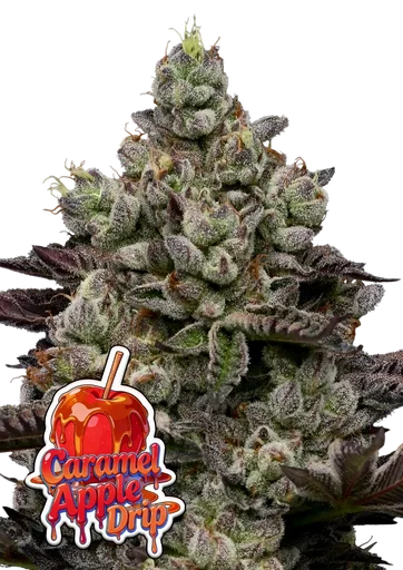 Caramel Apple Drip