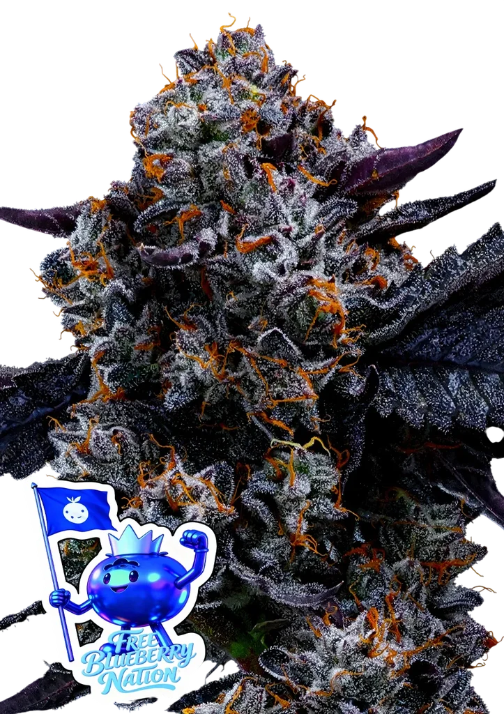 Free Blueberry Nation | PHOTOFEM | Anesia Seeds