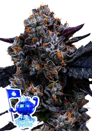 Free Blueberry Nation | PHOTOFEM | Anesia Seeds
