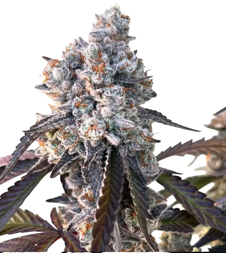 Frostade | PHOTOFEM | Umami Seed Co.