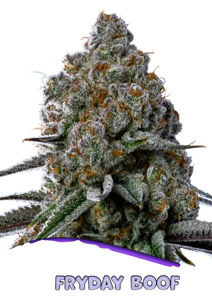 Fryday Boof | PHOTOFEM | Anesia Seeds