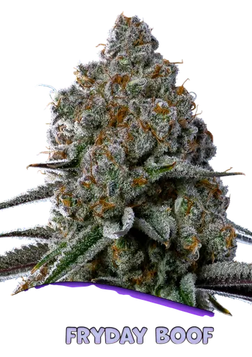 Fryday Boof | PHOTOFEM | Anesia Seeds