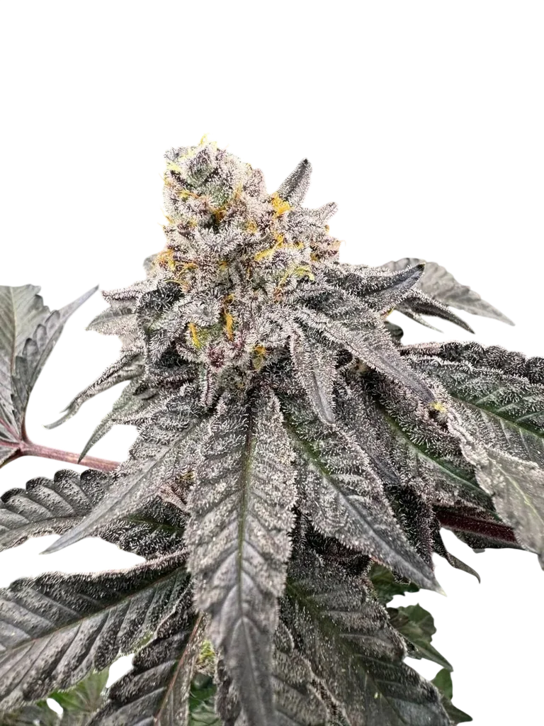 Gary Sherbet | PHOTOFEM | Fast Buds