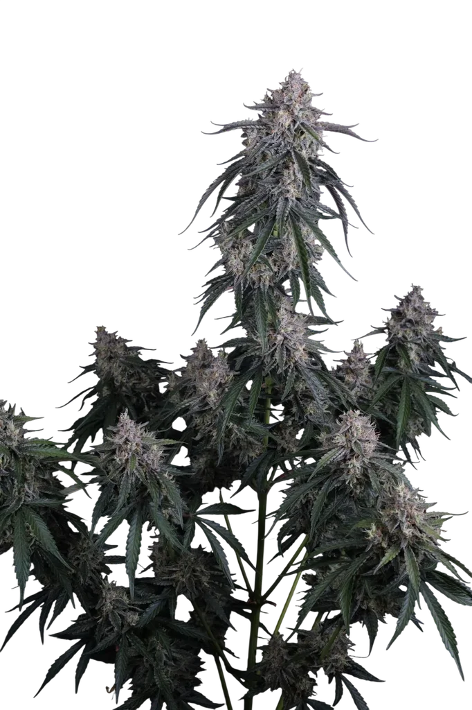 GMO Auto | AUTOFEM | Fast Buds