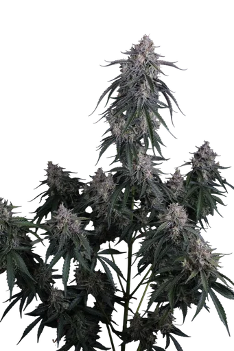 GMO Auto