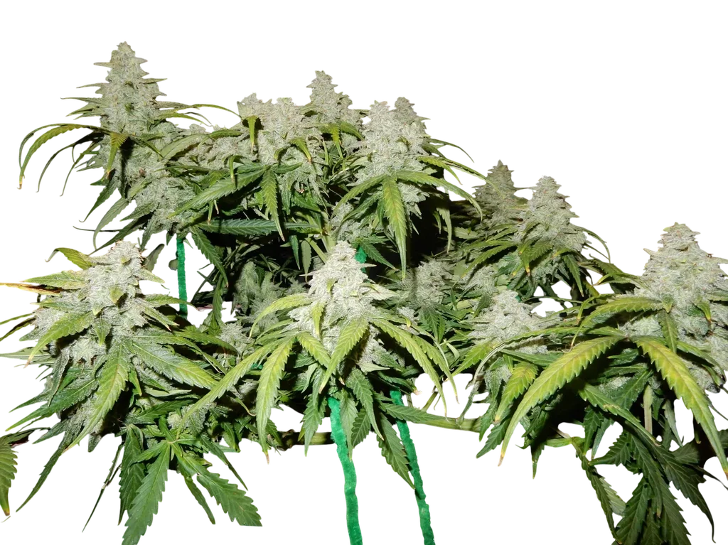 Green Crack Auto | AUTOFEM | Fast Buds
