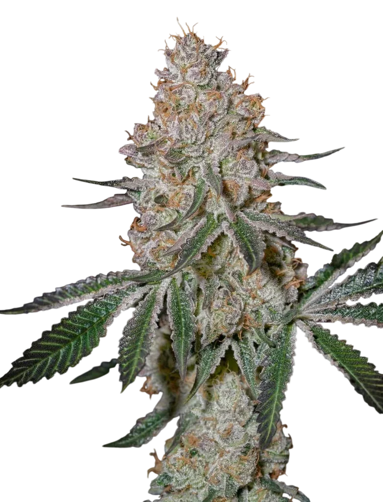 Highcloudz | PHOTOFEM | Greenhouse Seed Co.