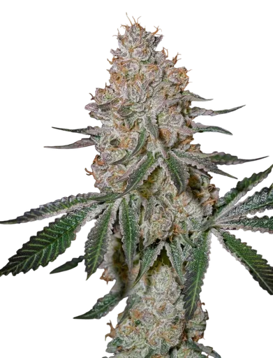 Highcloudz