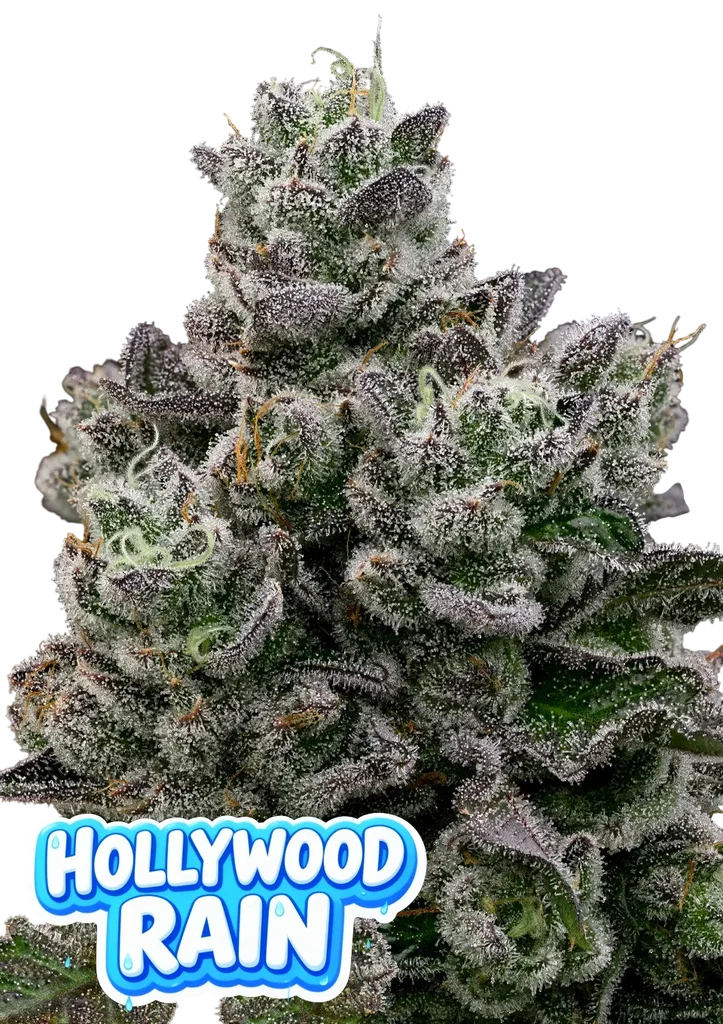 Hollywood Rain – Produktansicht