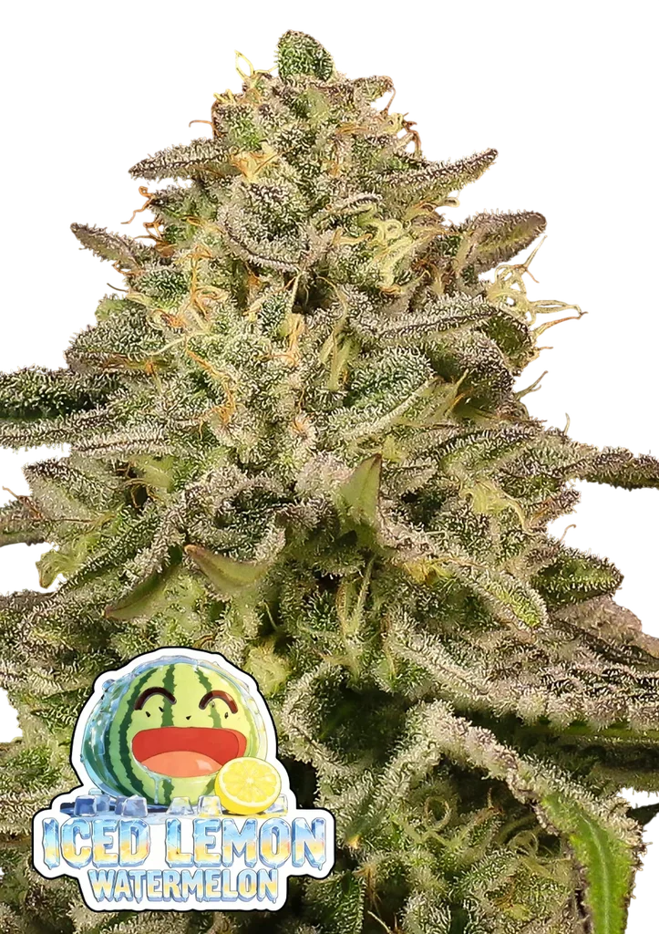 Iced Lemon Watermelon – Produktansicht