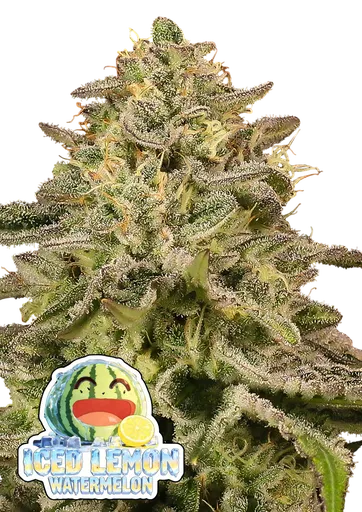 Iced Lemon Watermelon | PHOTOFEM | Anesia Seeds