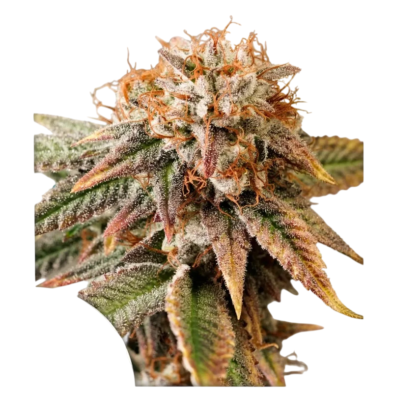 Kingston Punch Auto | AUTOFEM | Dutch Passion