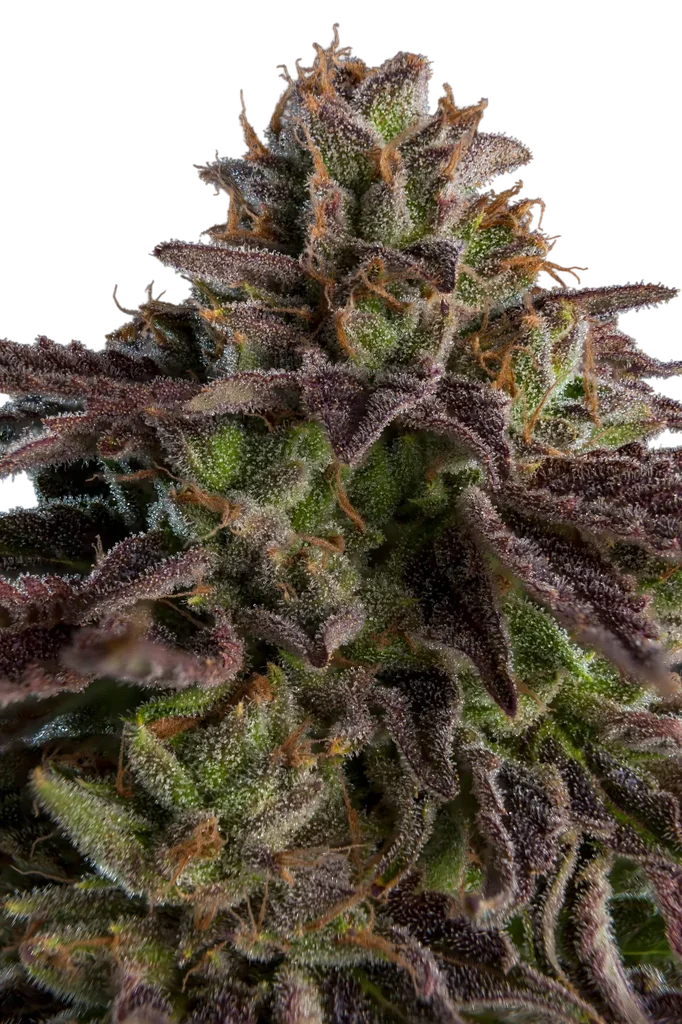 Kmintz | PHOTOFEM | Ripper Seeds