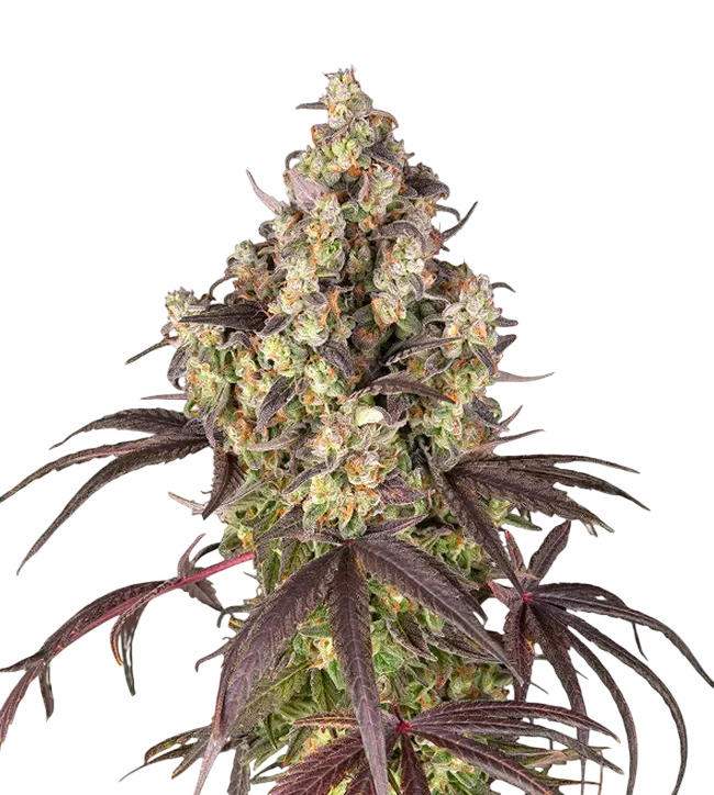 Lemon Cherry Gelato | PHOTOFEM | Barneys Farm