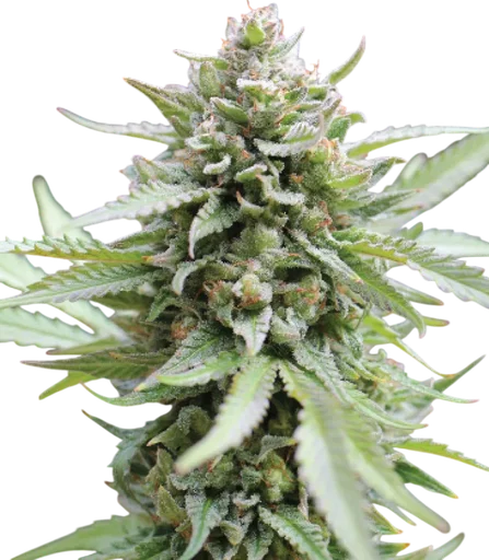 Lemongrass Auto