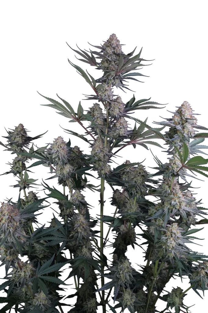 Lemon Tree Auto | AUTOFEM | Fast Buds