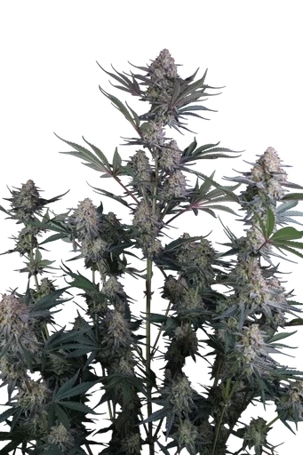 Lemon Tree Auto